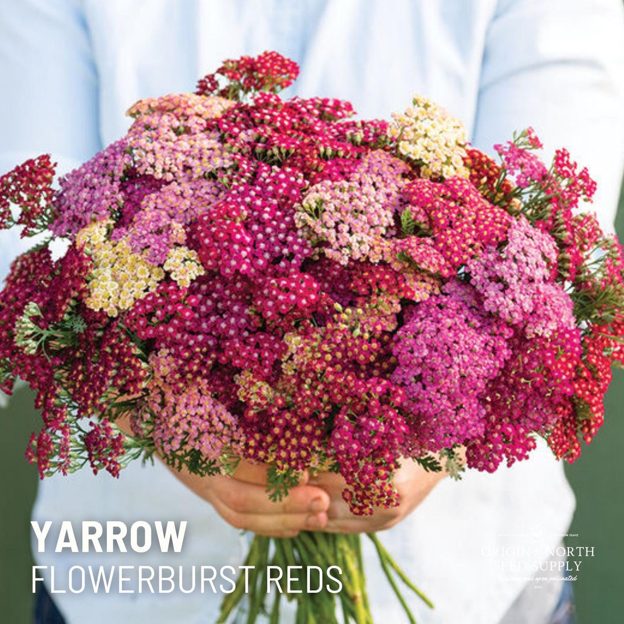 Yarrow Seeds - Flowerburst Reds