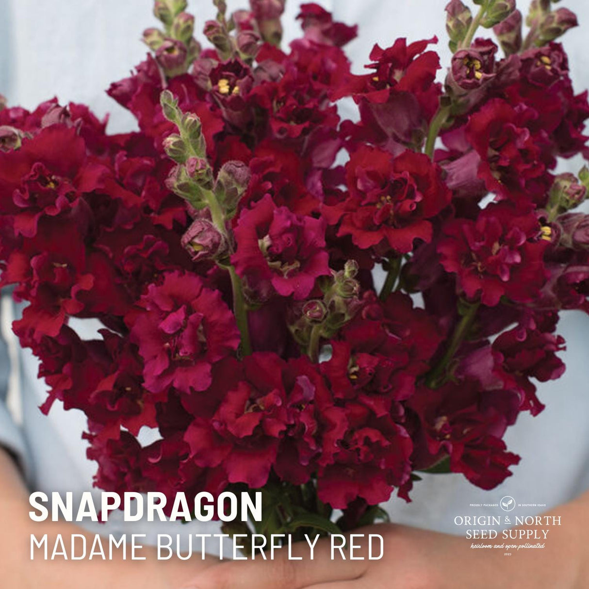 Snapdragon Seeds - Madame Butterfly Red