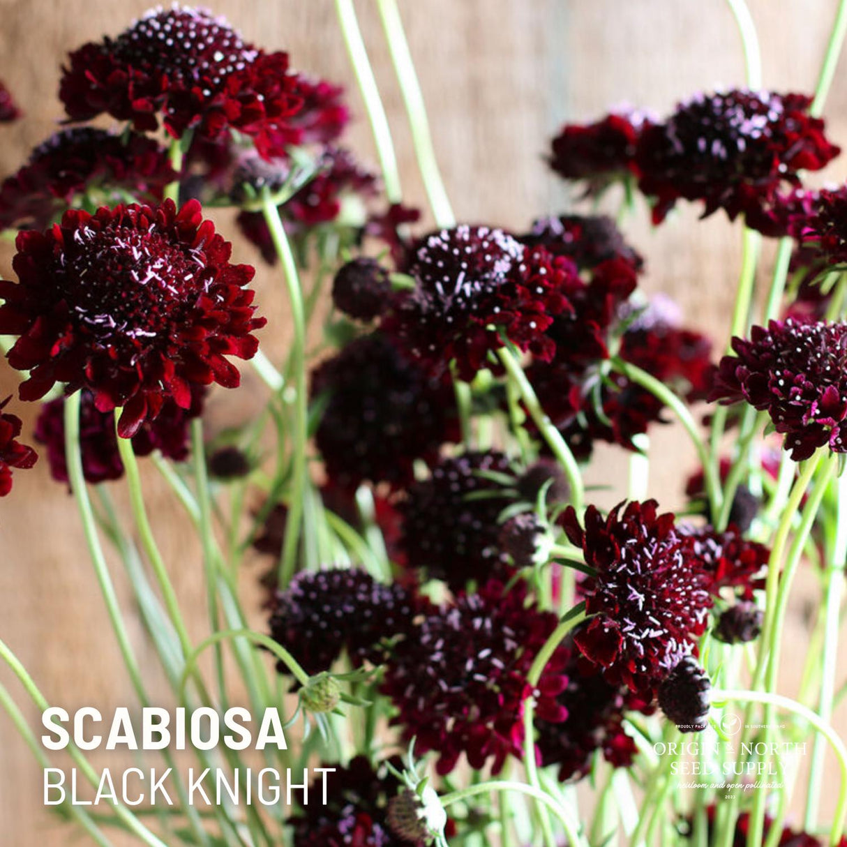 Scabiosa Seeds - Black Knight