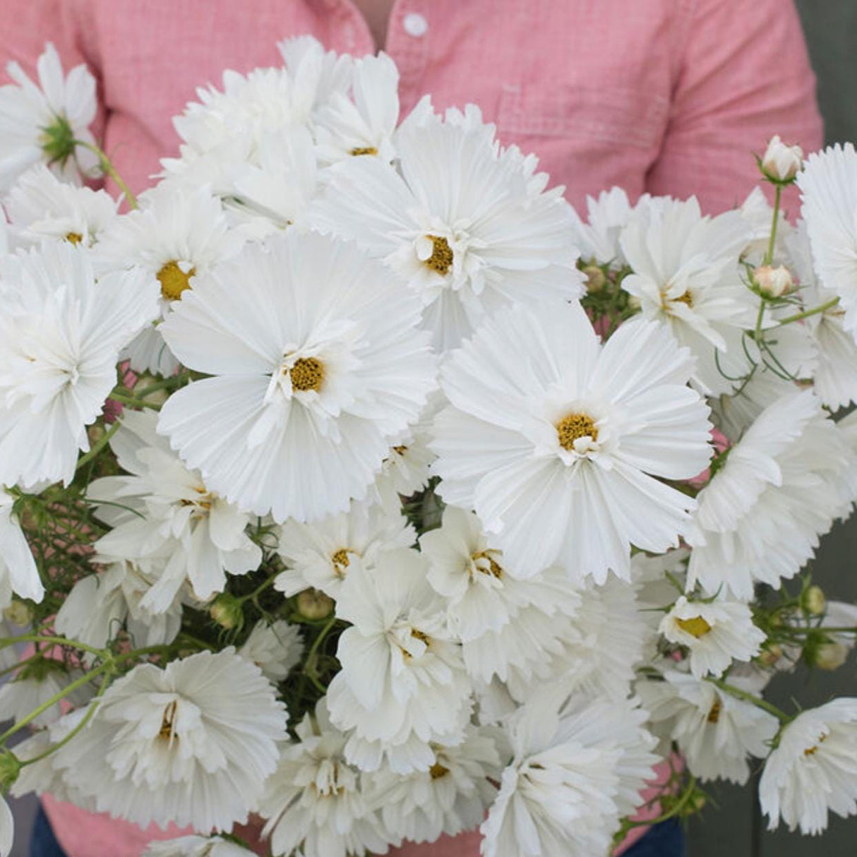 Cosmos Seeds - Fizzy White