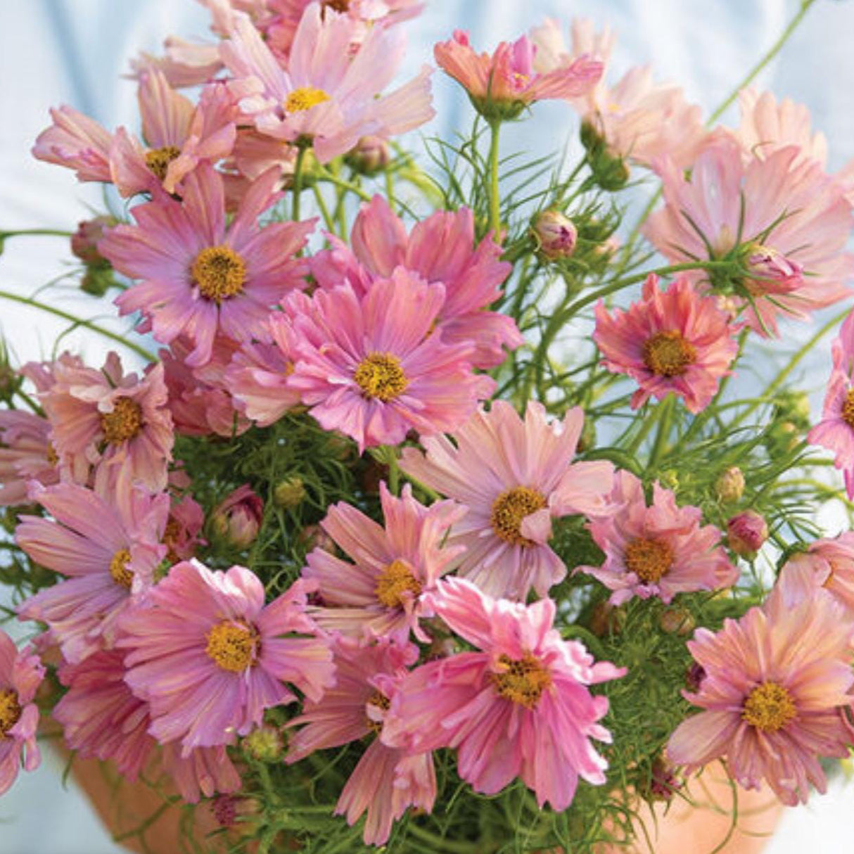 Cosmos Seeds - Apricotta