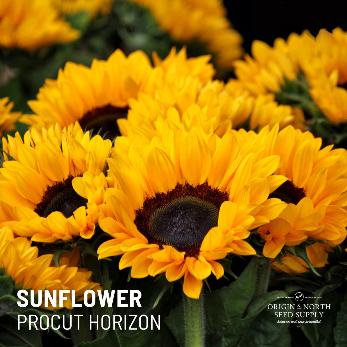 Sunflower Seeds - Procut Horizon