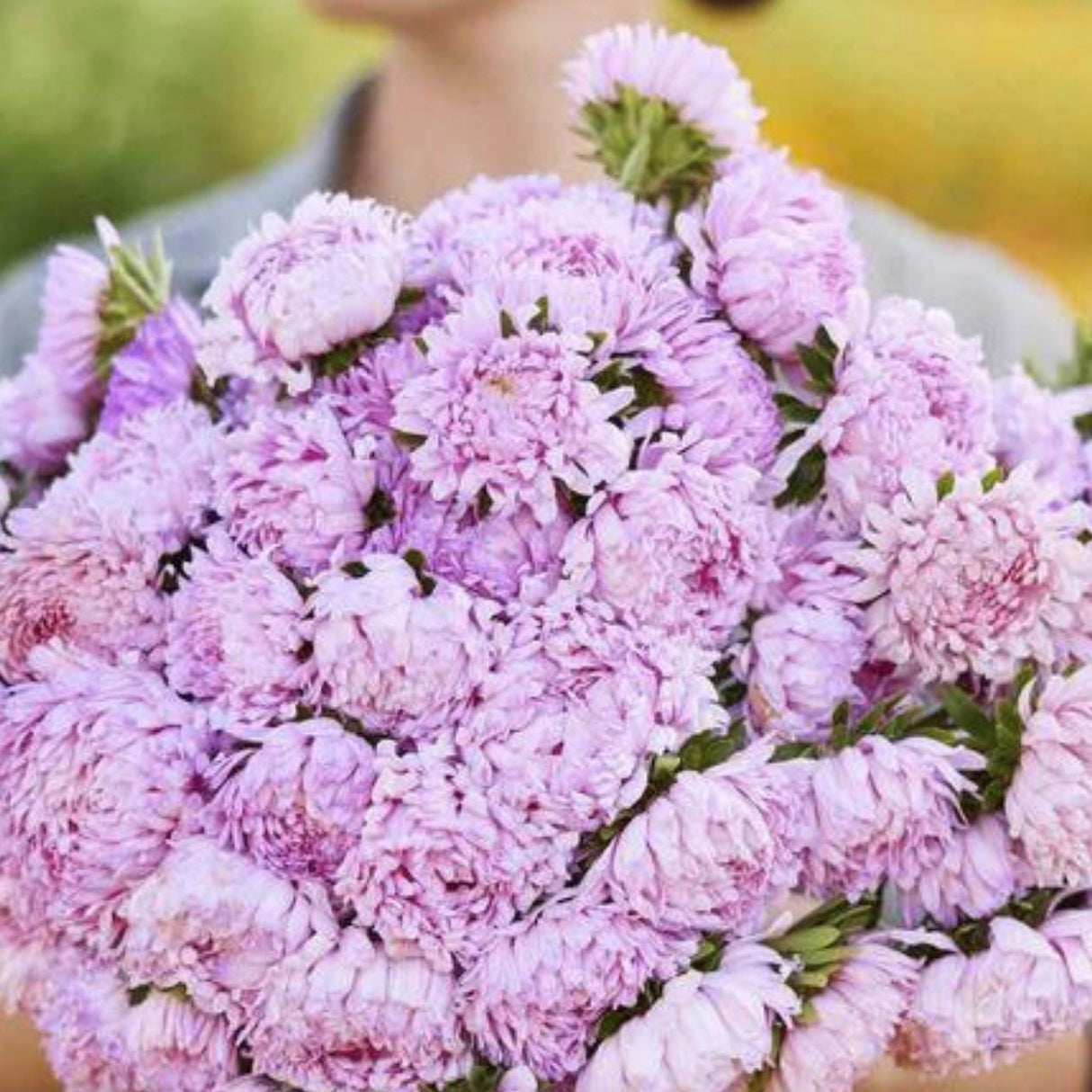 Aster Seeds - Peony Coral Rose