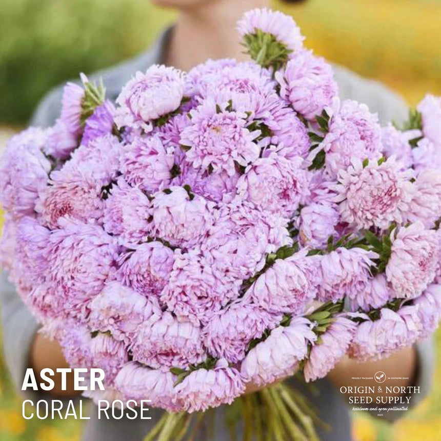 Aster Peony Coral Rose x 25 Seeds