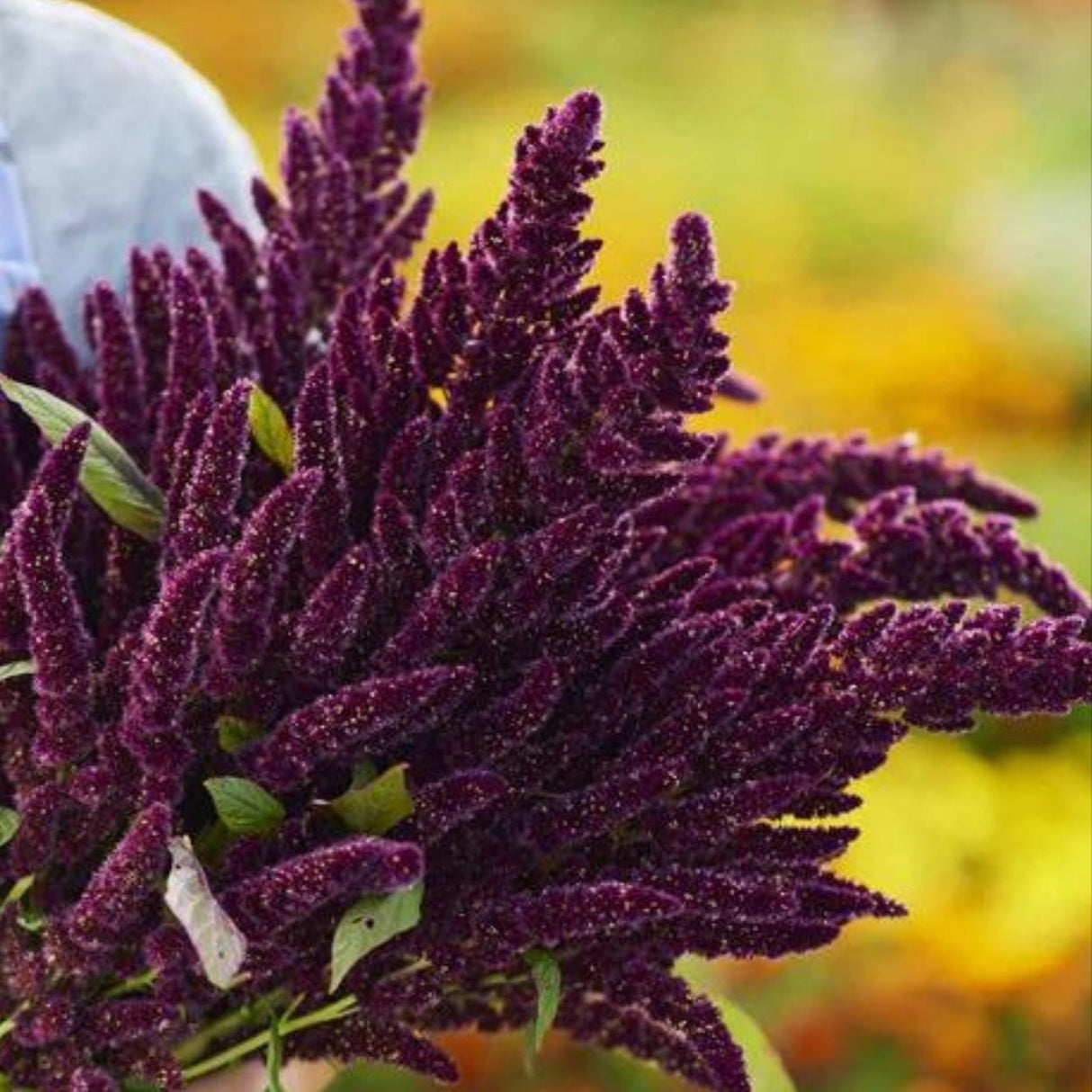 Amaranthus Seeds - Pygmy Torch