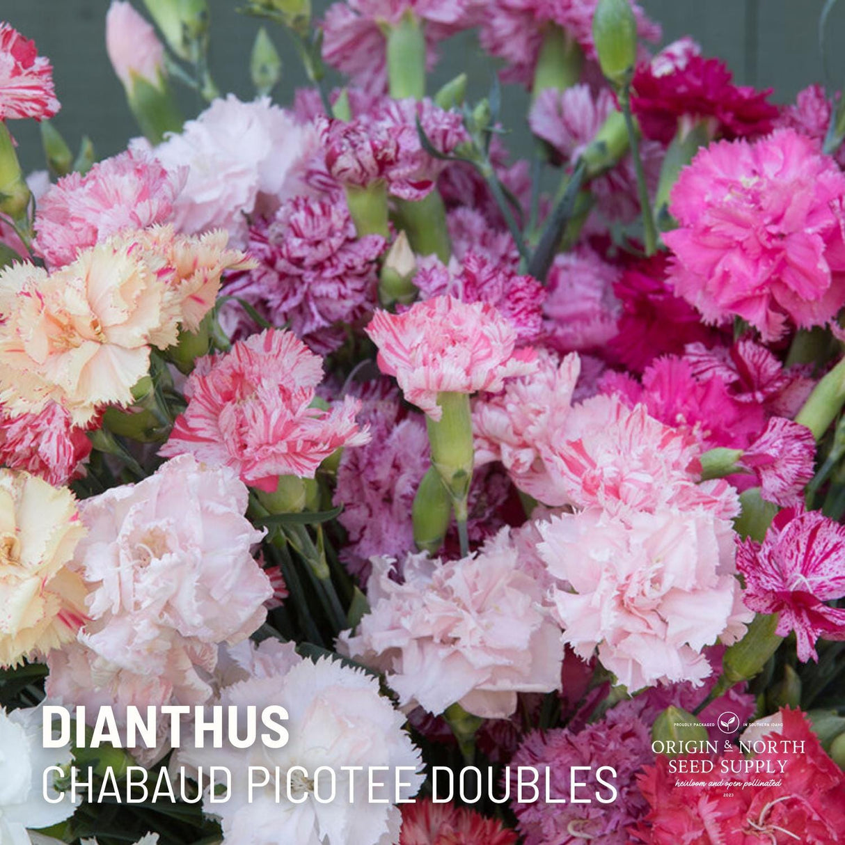 Dianthus Chabaud Picot Double Mix x 50 Seeds