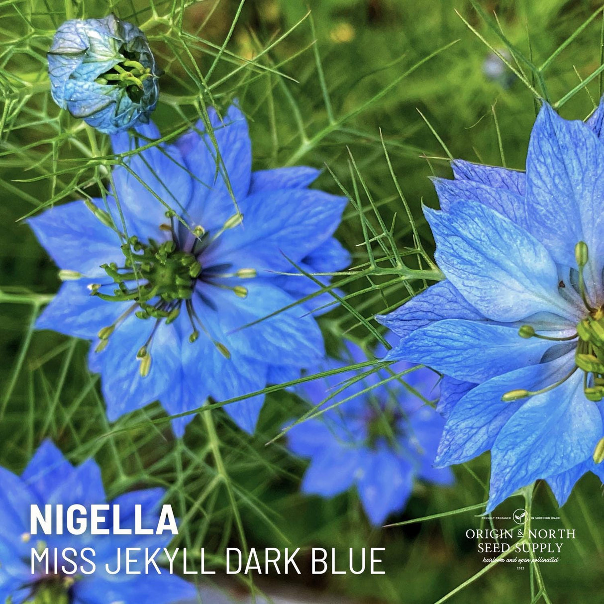 Nigella Seeds - Miss Jekyll Dark Blue