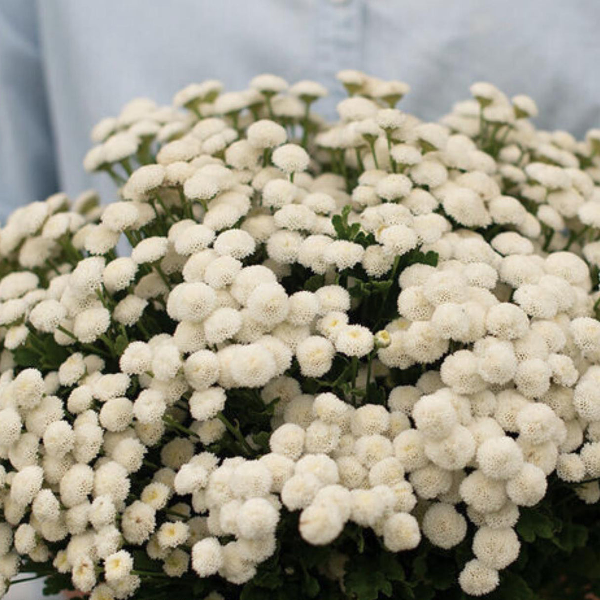 Feverfew Seeds - Virgo