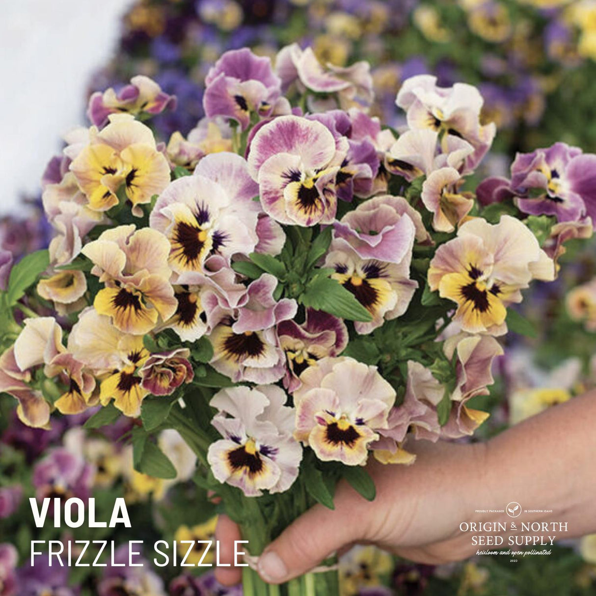 Viola Frizzle Sizzle x 25 Seeds