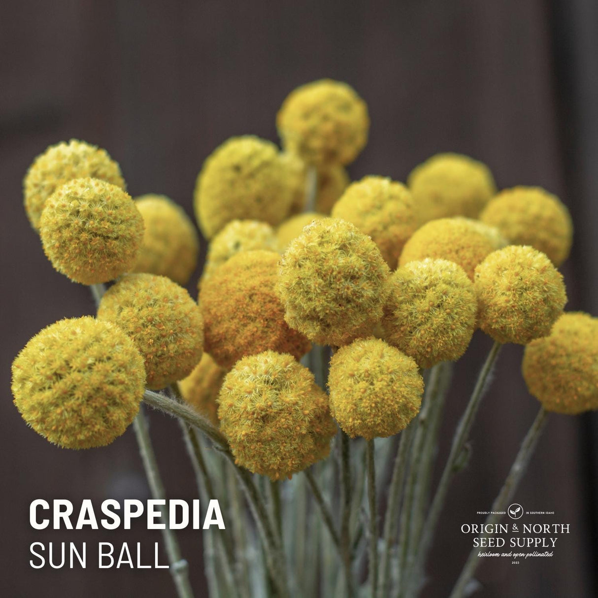 Craspedia Seeds - Billy Button