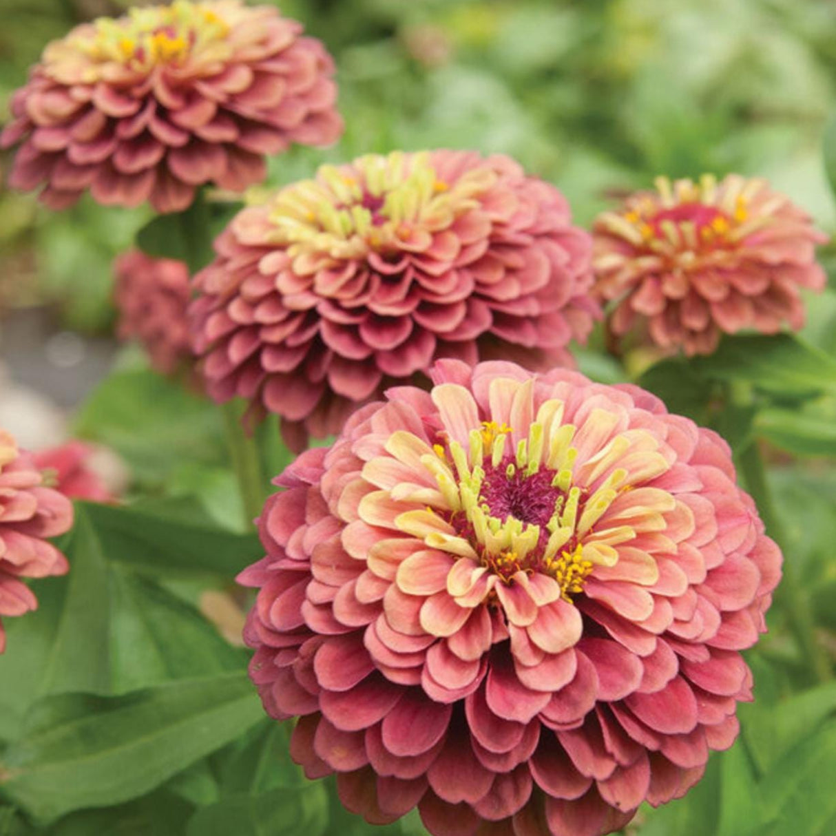 Zinnia Queen Red Lime x 25 Seeds