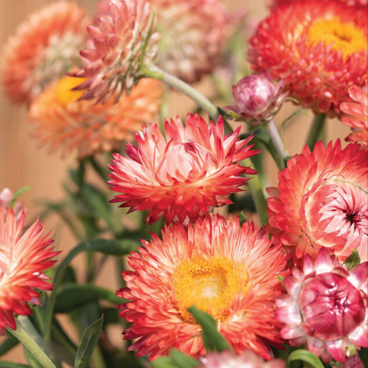 Strawflower Seeds - King Salmon