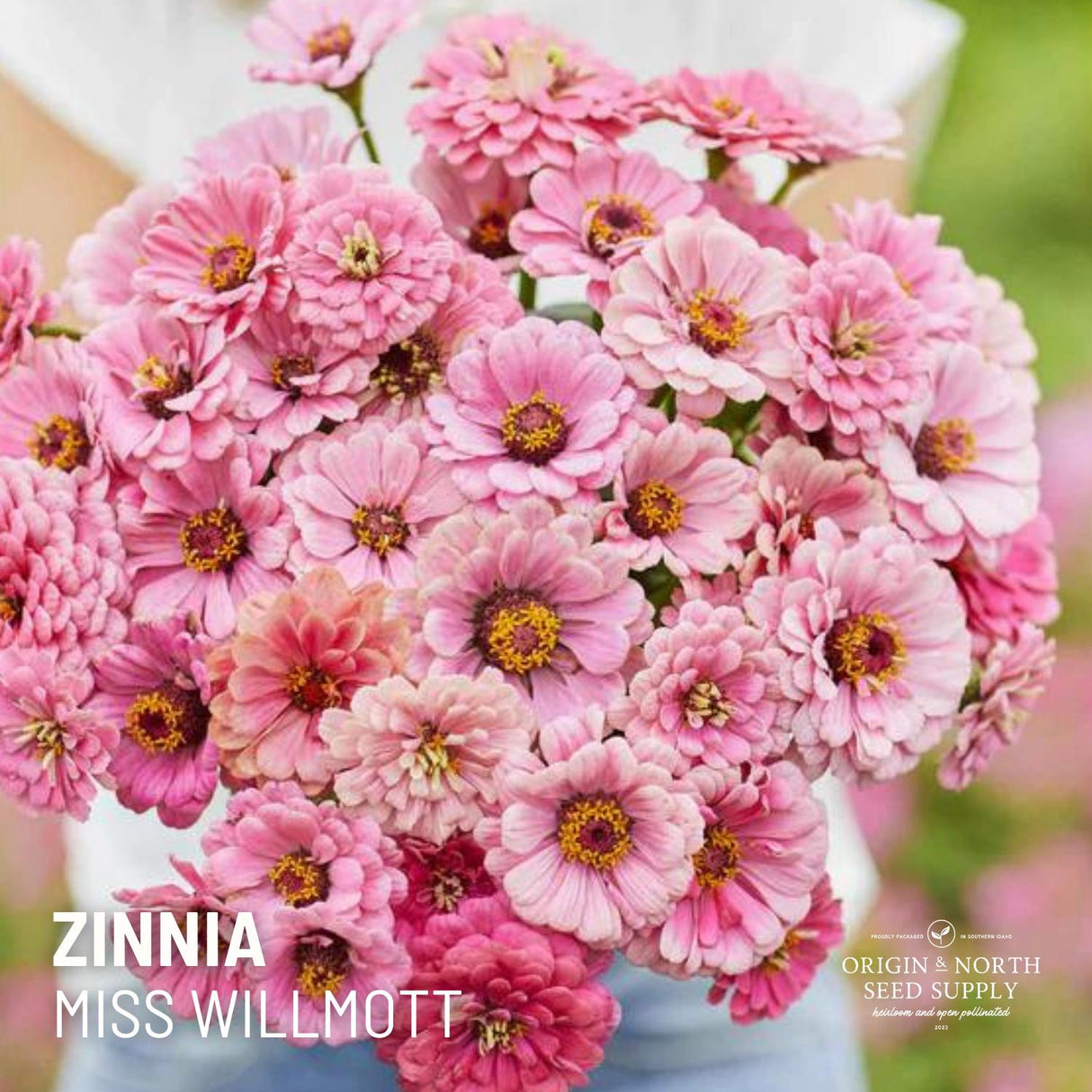 Zinnia Seeds - Miss Willmott