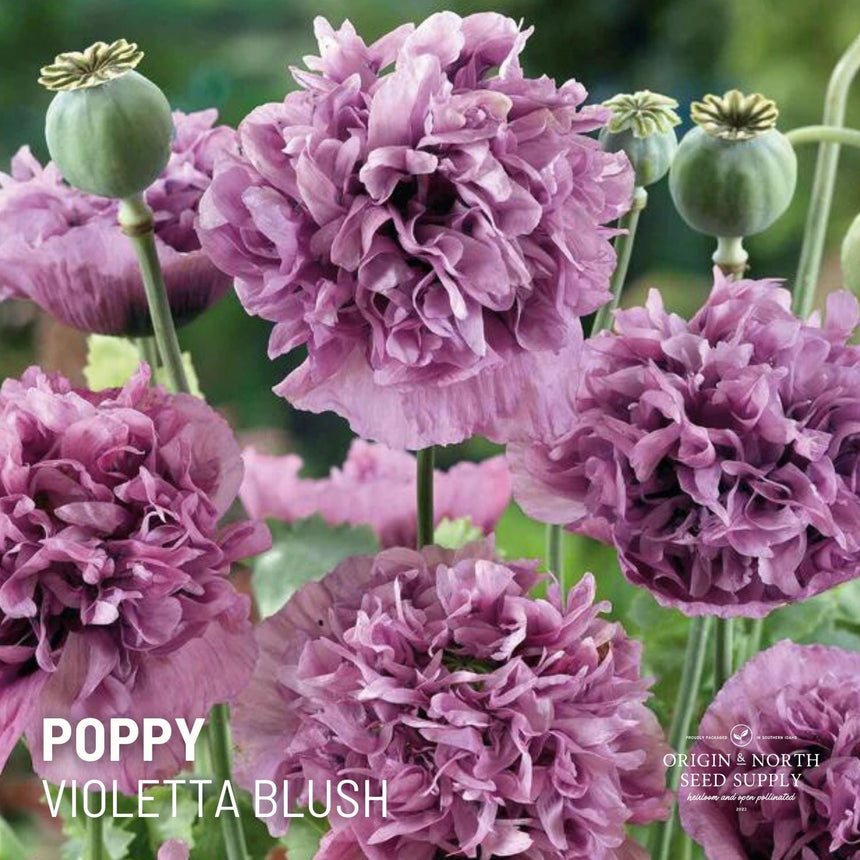 Poppy Violetta Blush x 100 Seeds