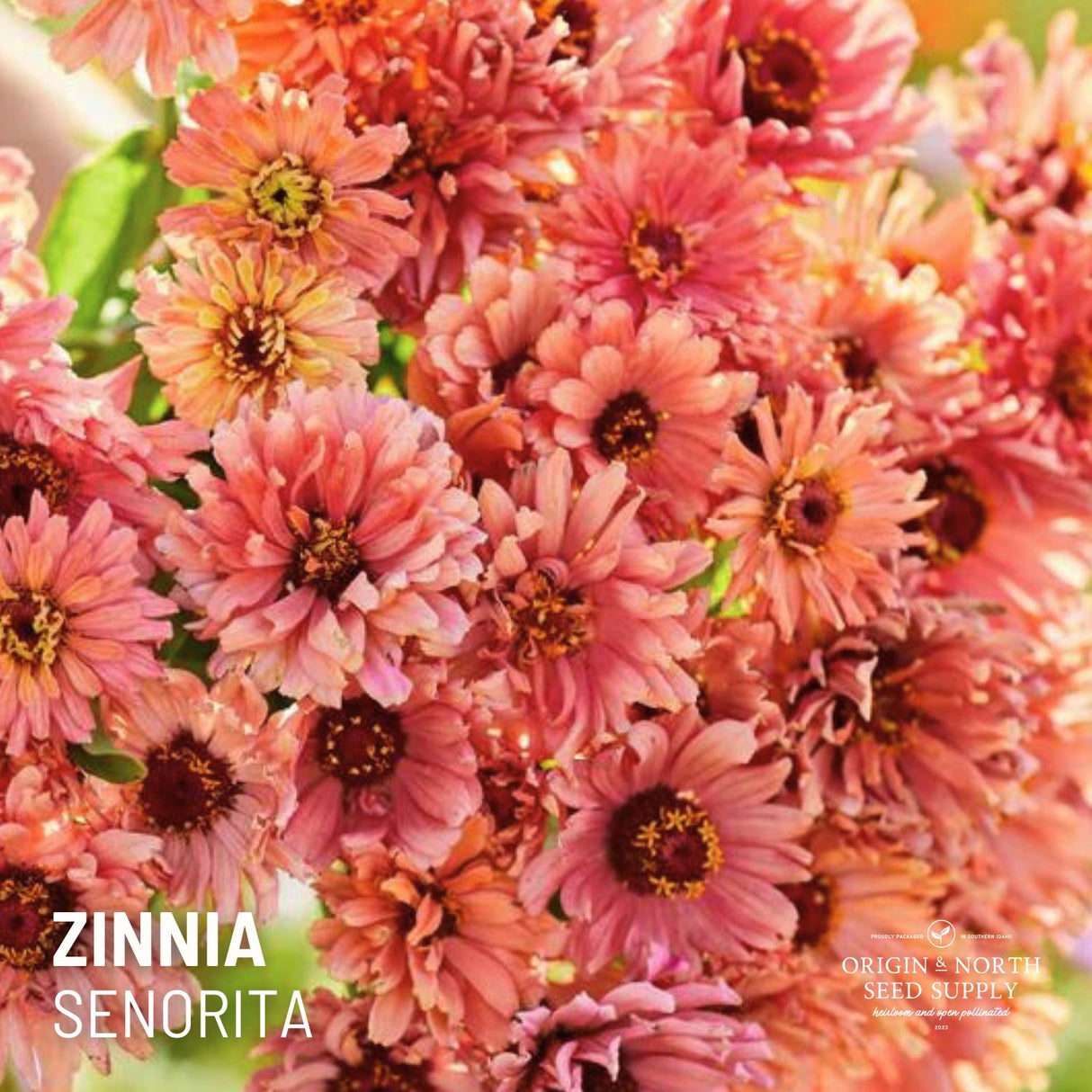 Zinnia Seeds - Senorita