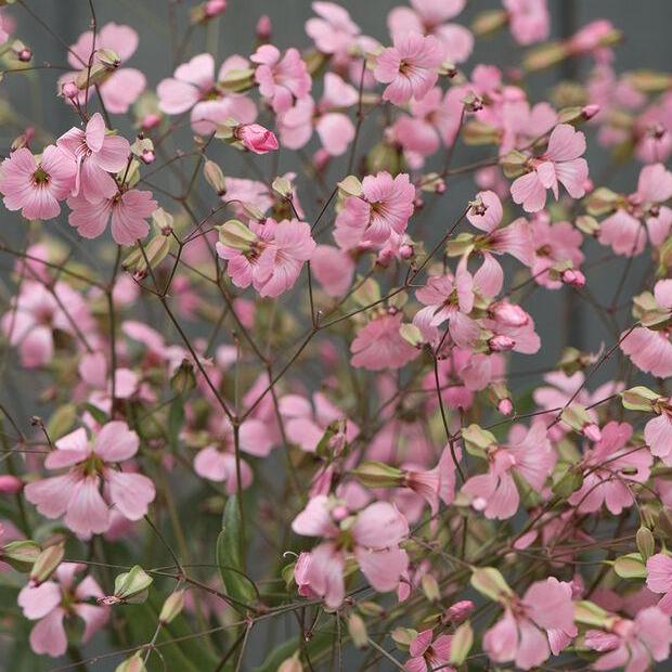 Saponaria Seeds - Pink Beauty