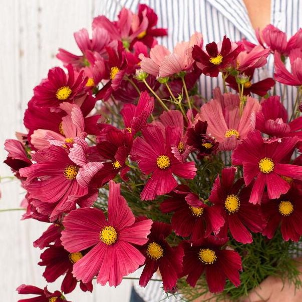 Cosmos Seeds - Rubenza