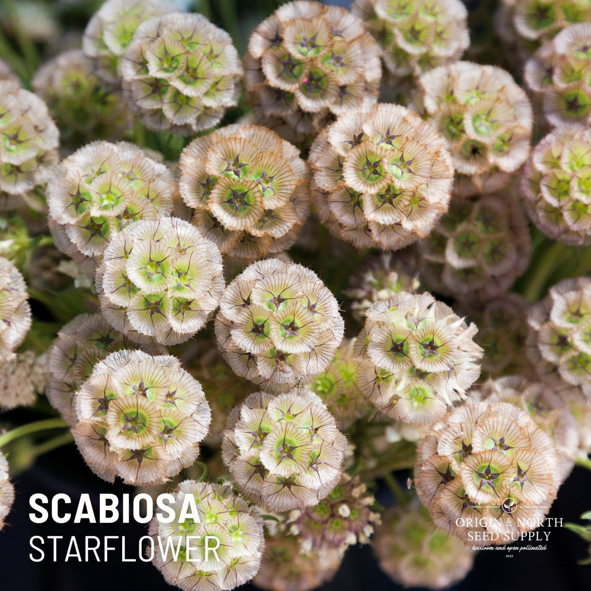 Scabiosa Seeds - Starflower