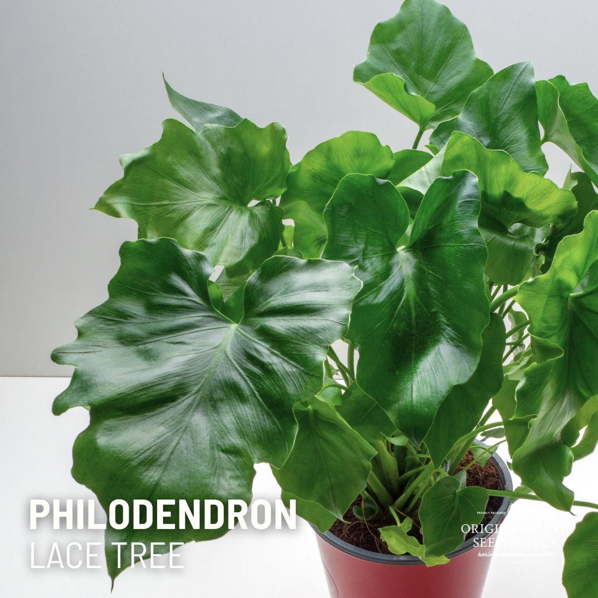Philodendron Selloum x 15 Seeds