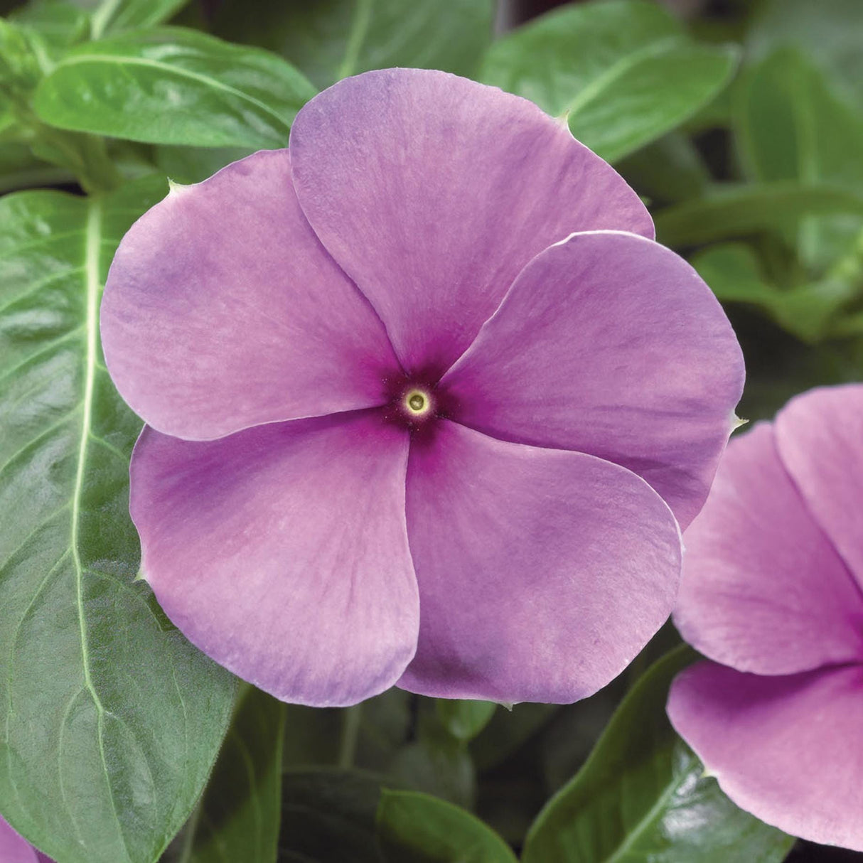 Vinca Sunstorm Purple x 25 Seeds