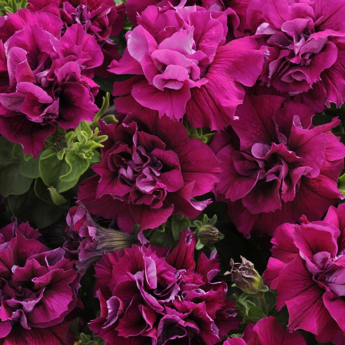 Petunia Seeds - Double Cascade Burgundy