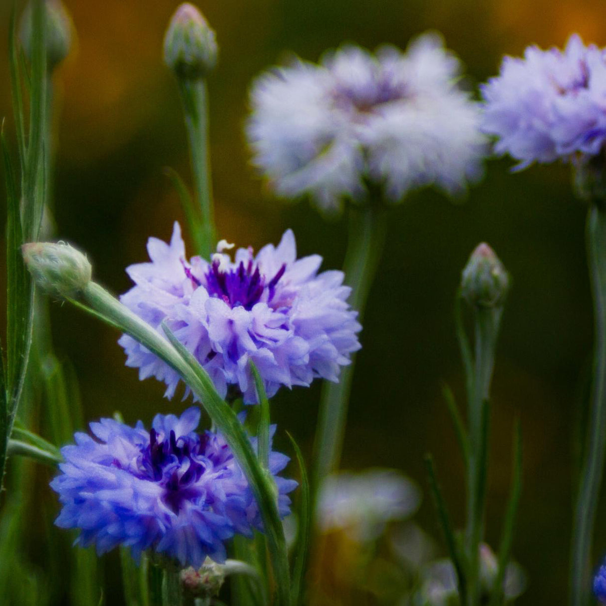 Bachelor Button Seeds - Tall Blue