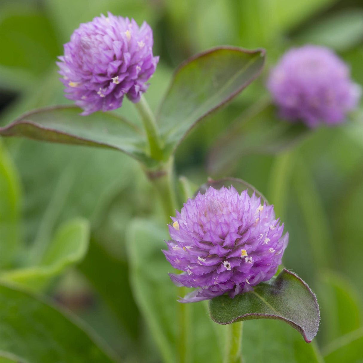 Gomphrena Seeds - Lavender Lady