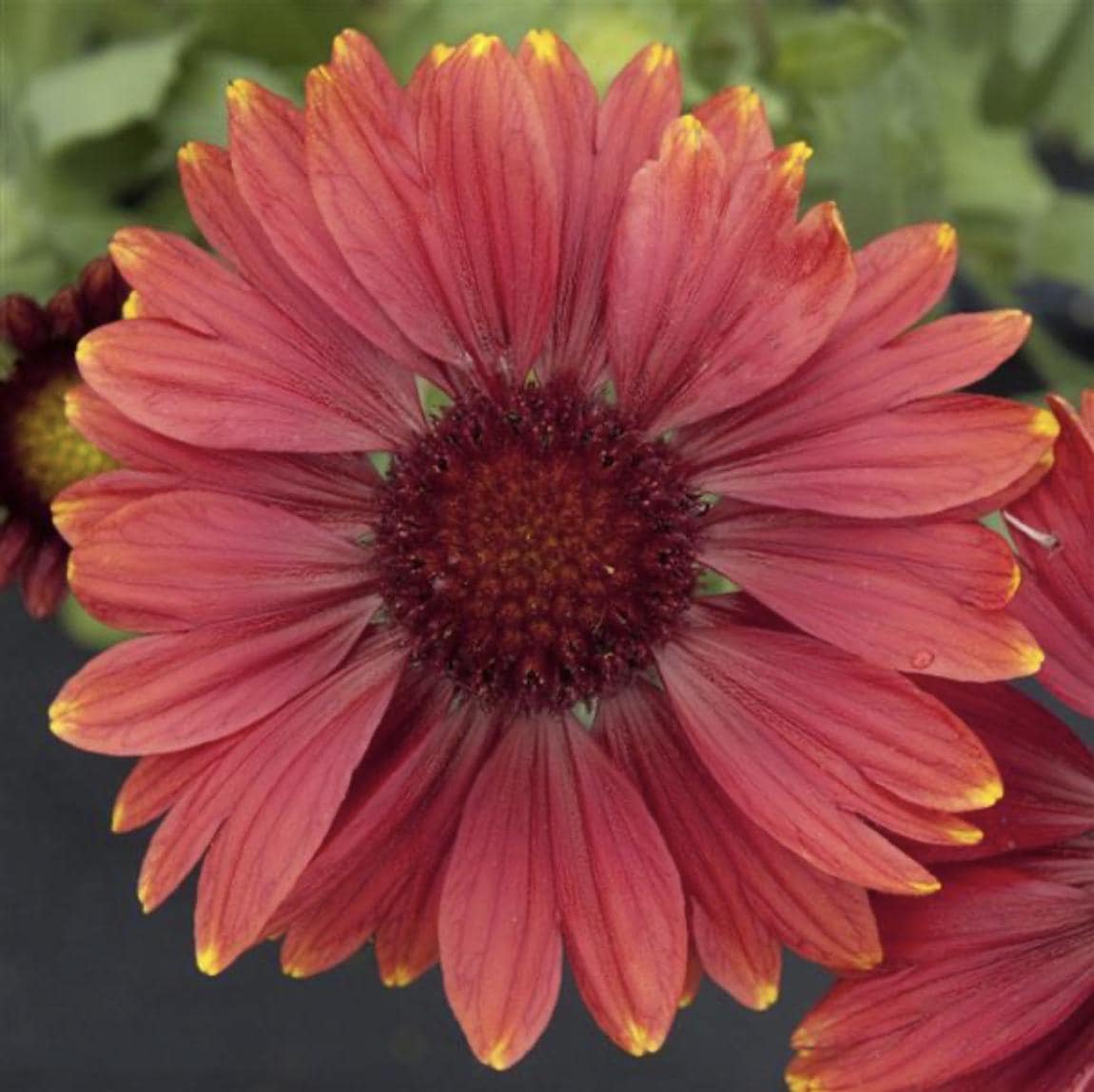 Blanket Flower Seeds - Arizona Red