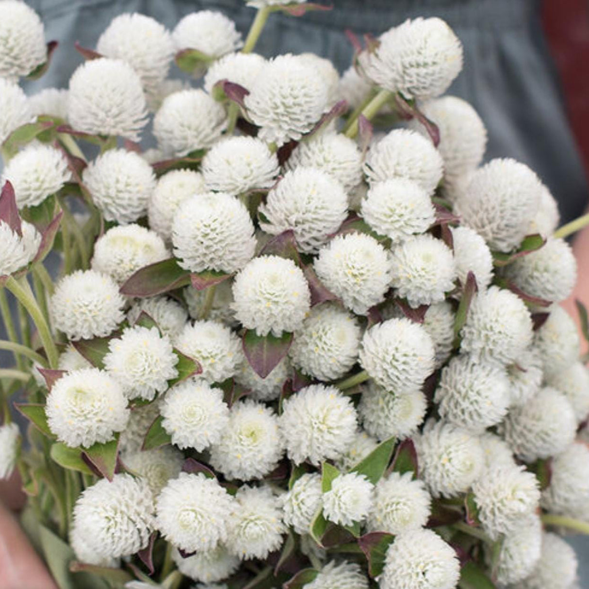 Gomphrena Seeds - Audray White