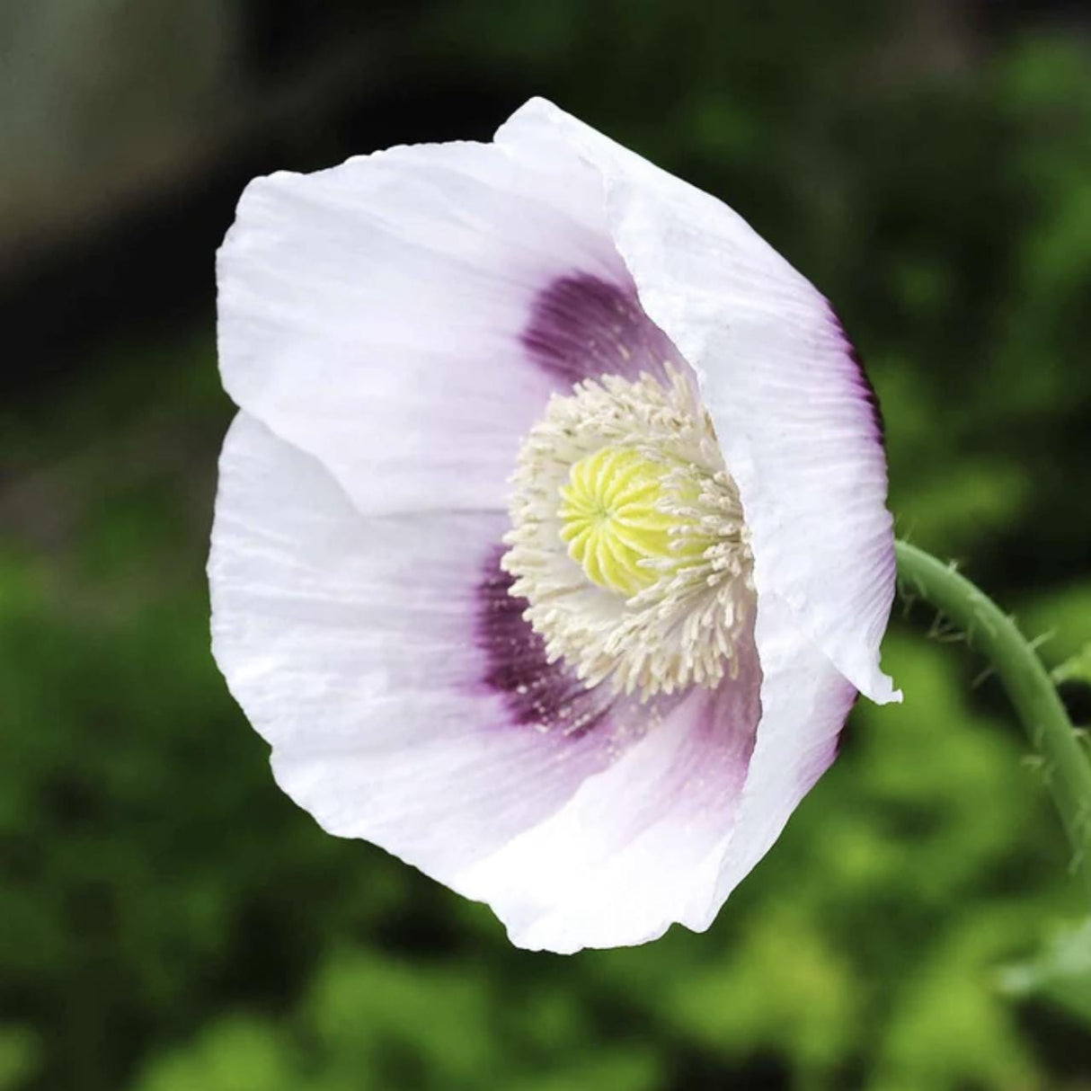 Poppy Seeds - Blue Moon