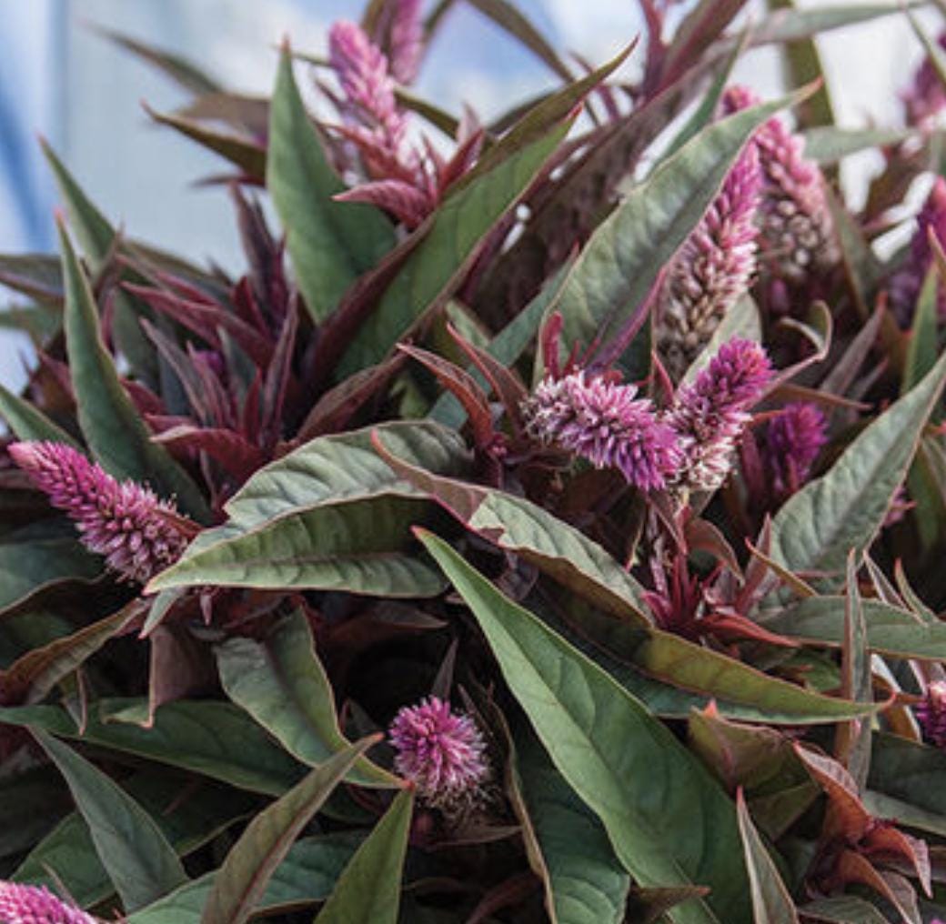Celosia Seeds - Flamingo Purple