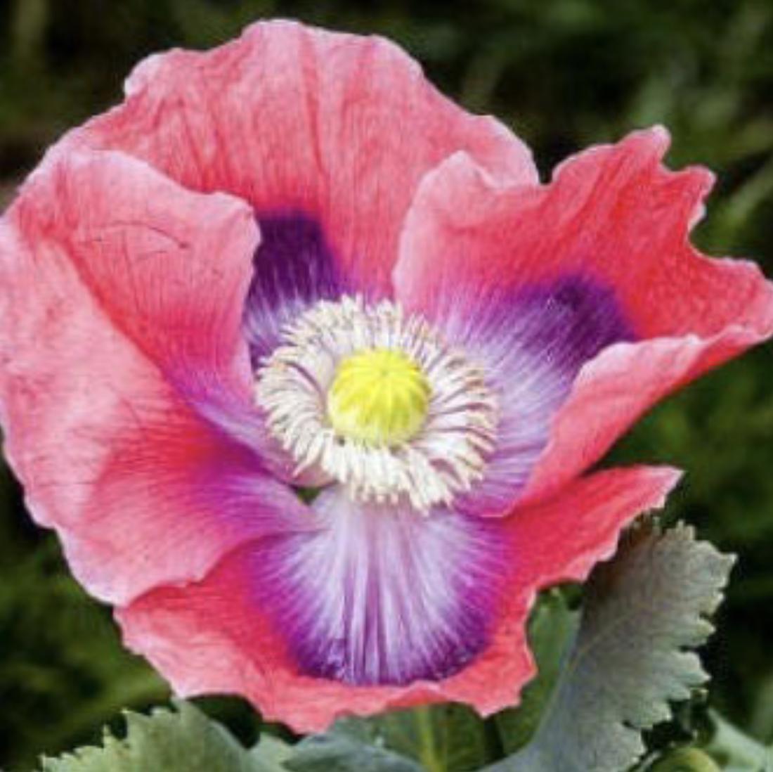 Poppy Seeds - Hens and Chicks