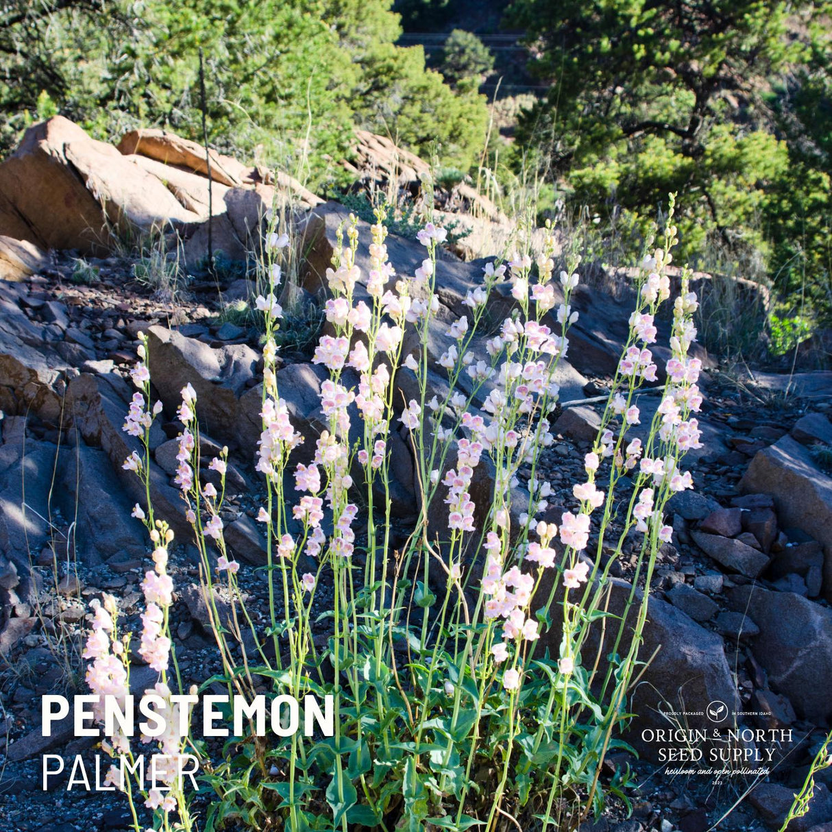 Penstemon Seeds - Palmer