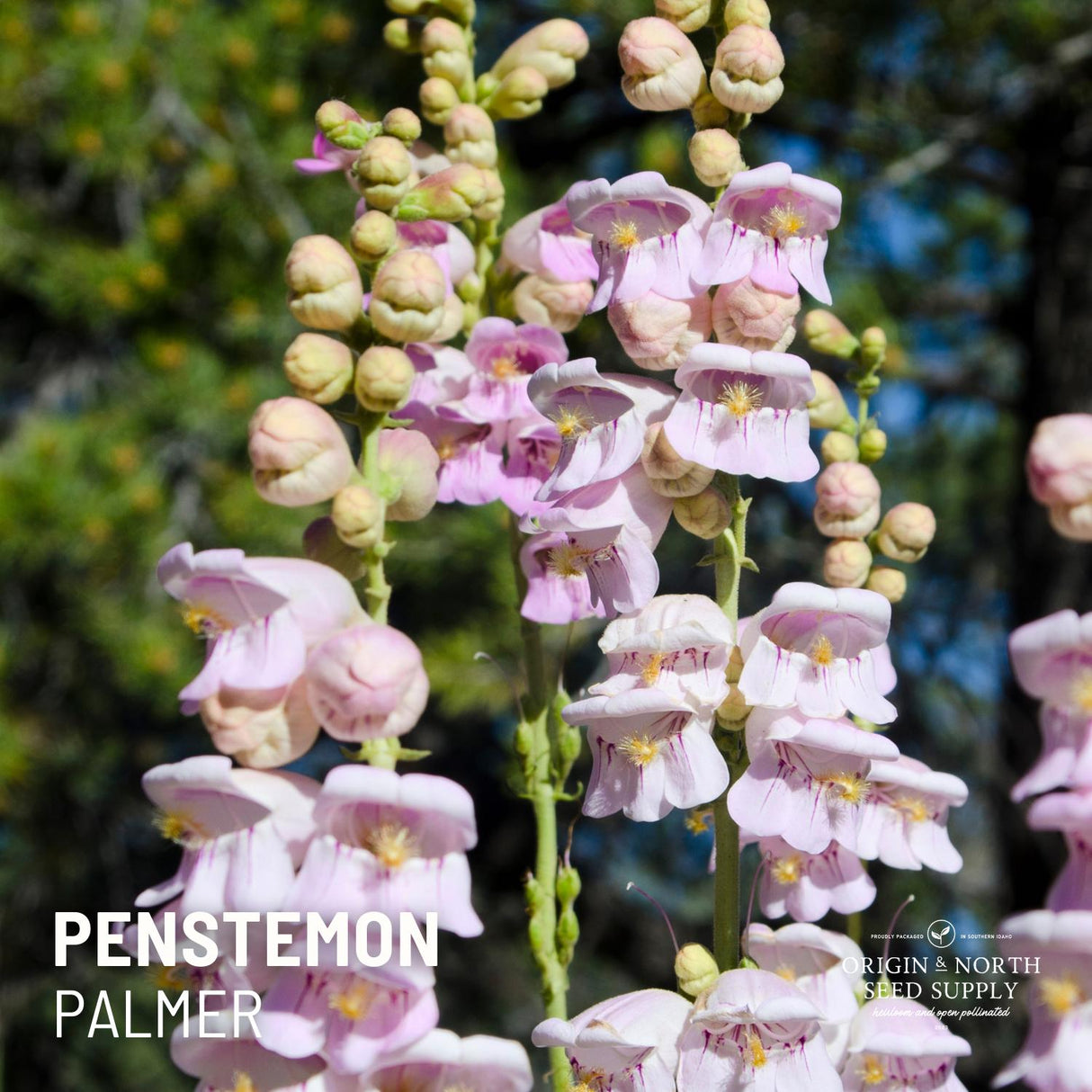 Penstemon Seeds - Palmer