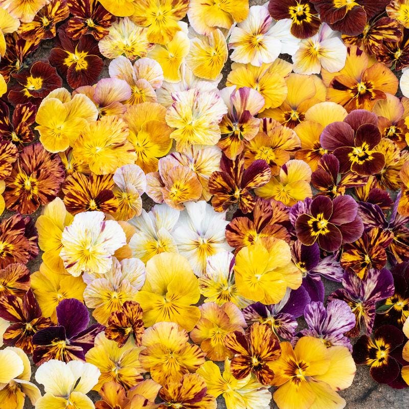 Viola Seeds - Brush Strokes