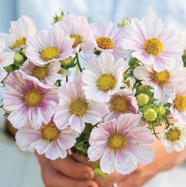 Cosmos Seeds - Versailles Flush