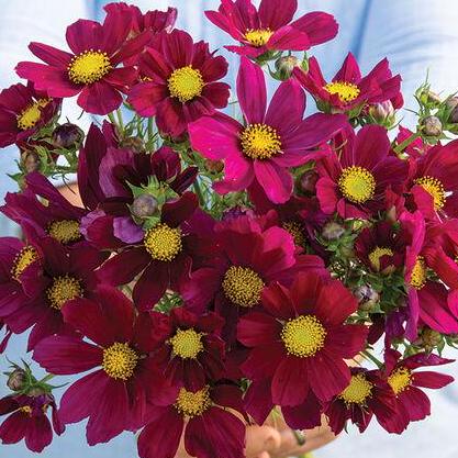 Cosmos Seeds - Versailles Red