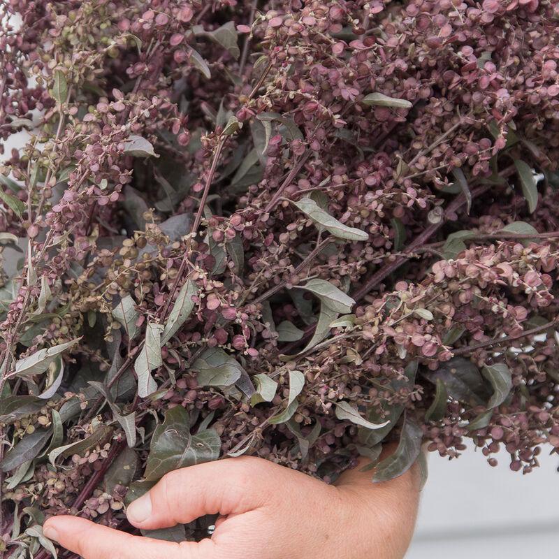 Atriplex Seeds - Copper Plume