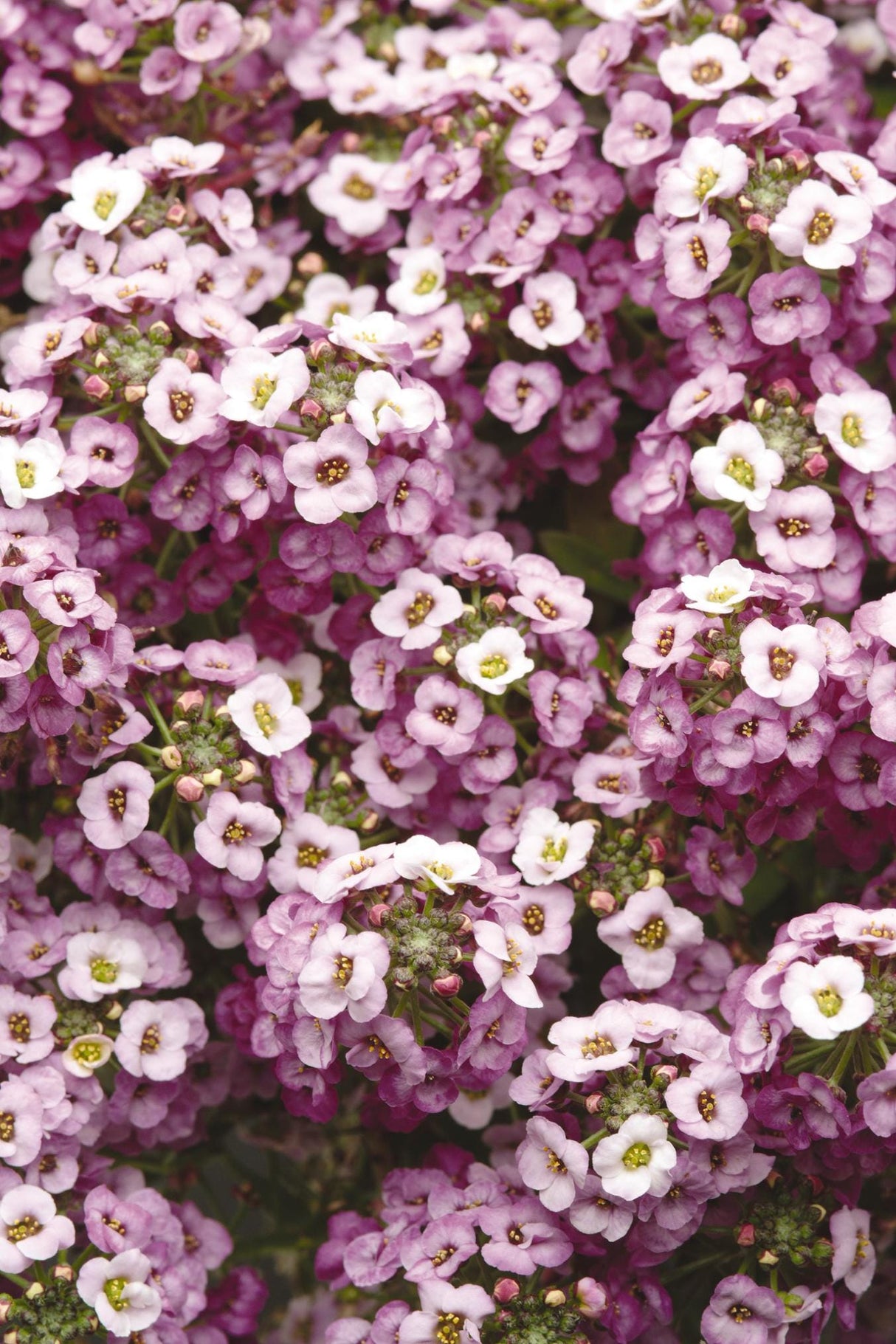 Alyssum Clear Crystal Lavender x 50 Seeds