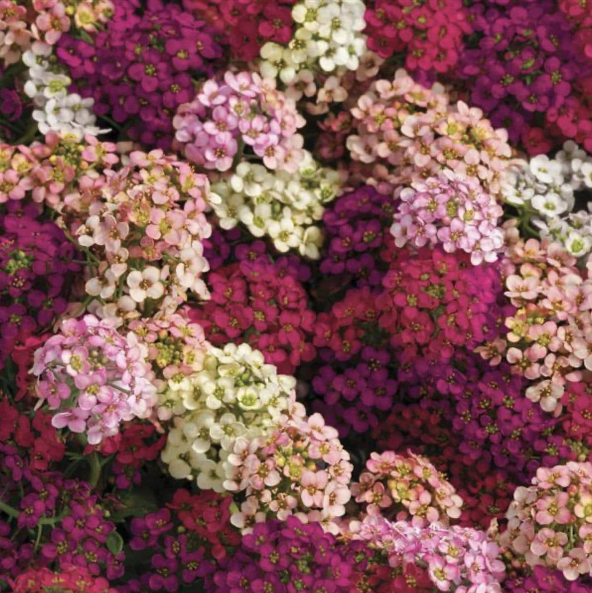 Alyssum Easter Bonnet Mix x 100 Seeds