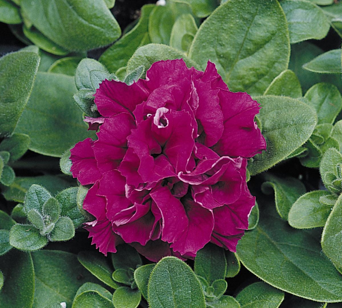 Petunia Seeds - Double Cascade Burgundy