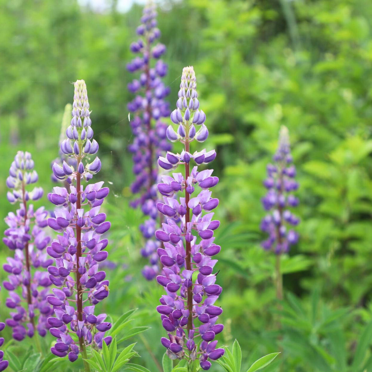 Lupine Seeds - Arroyo
