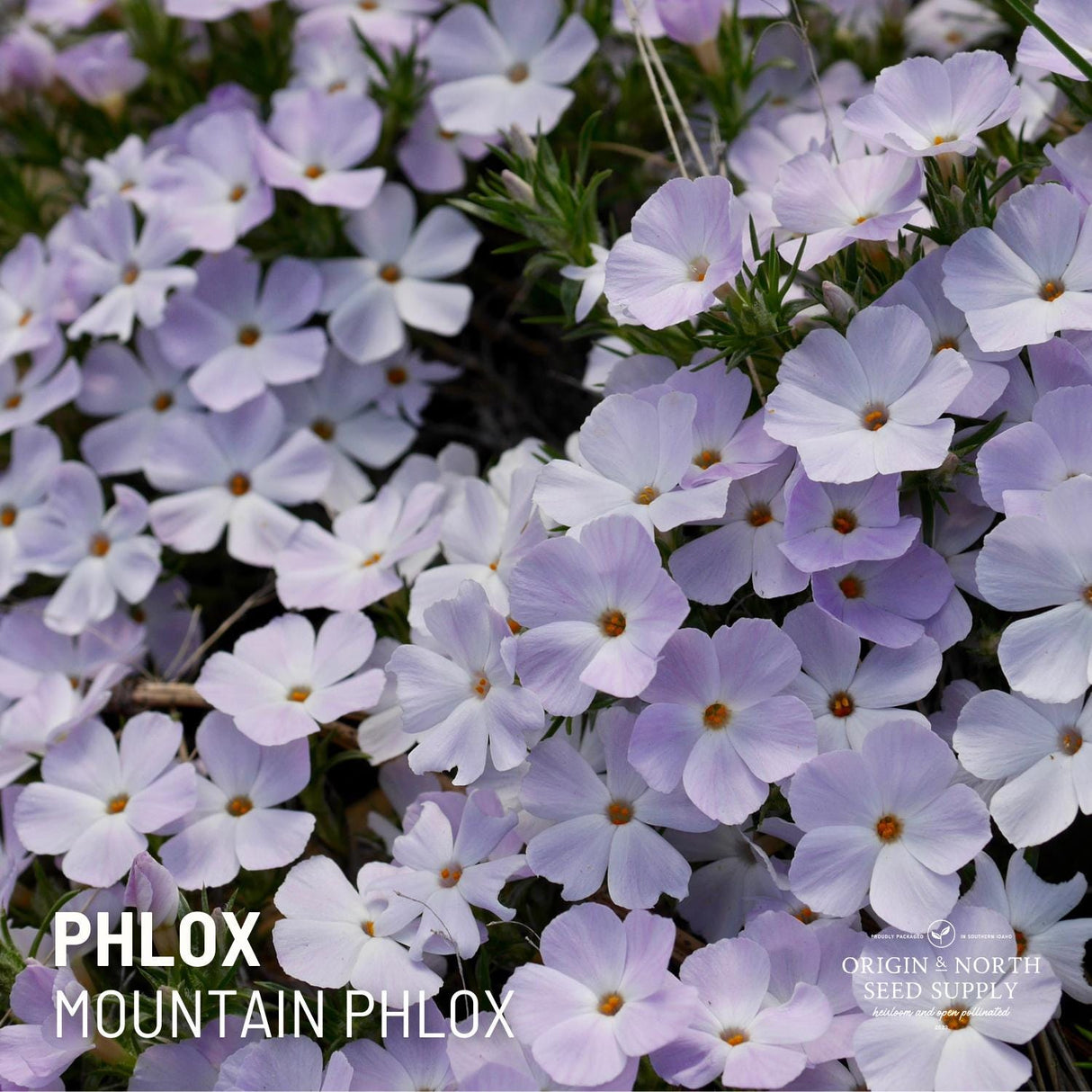 Mountain Phlox Seed