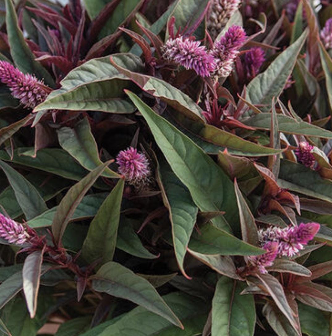 Celosia Seeds - Flamingo Purple