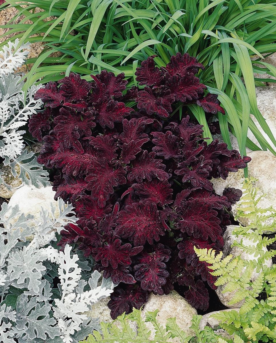 Coleus Black Dragon x 25 Seeds