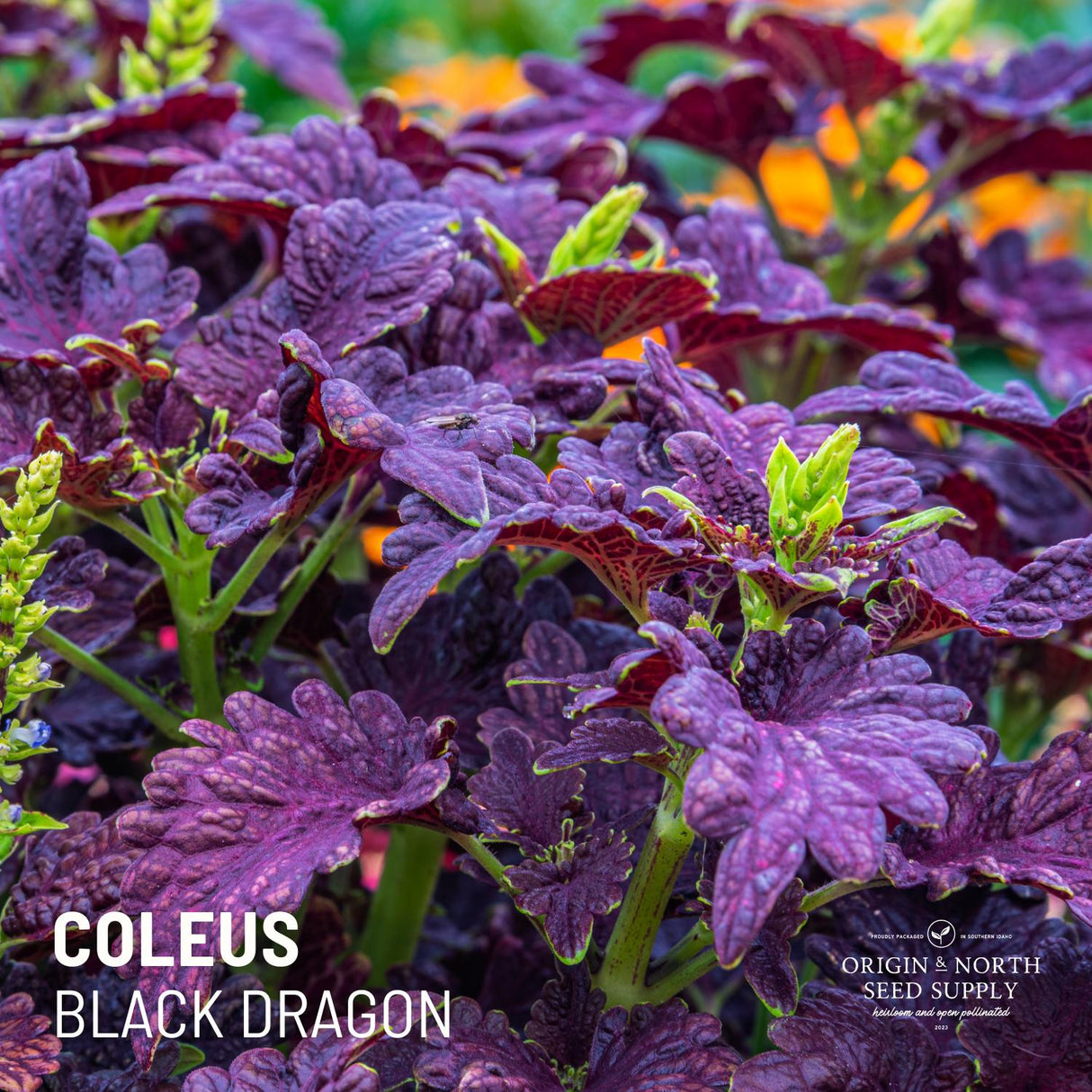 Coleus Black Dragon x 25 Seeds