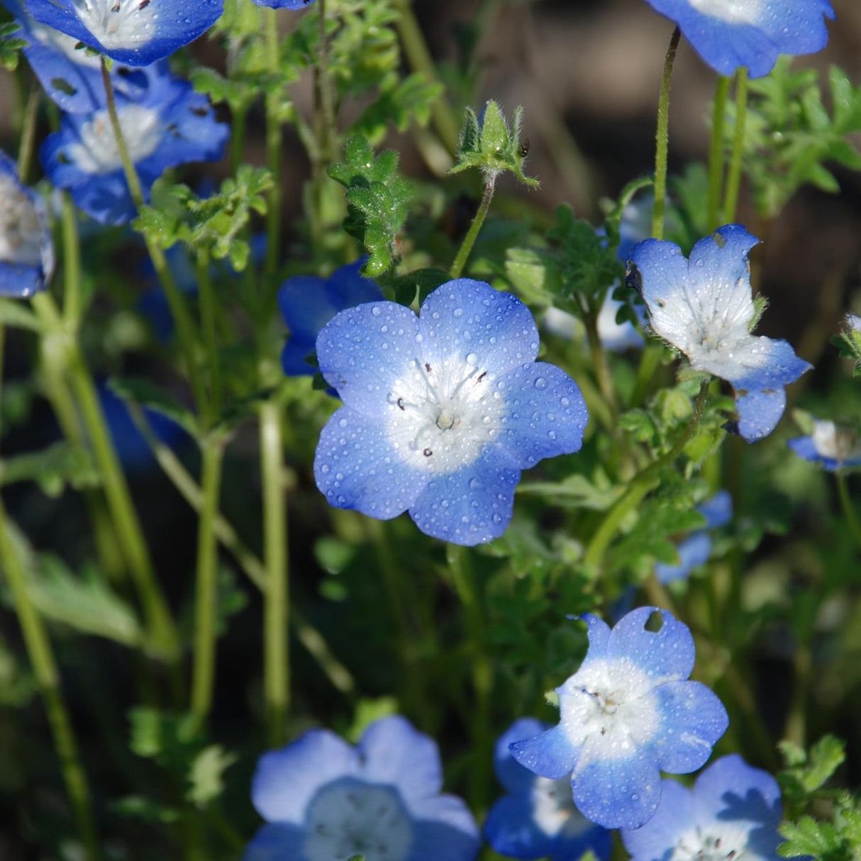 Baby Blue Eyes Seeds