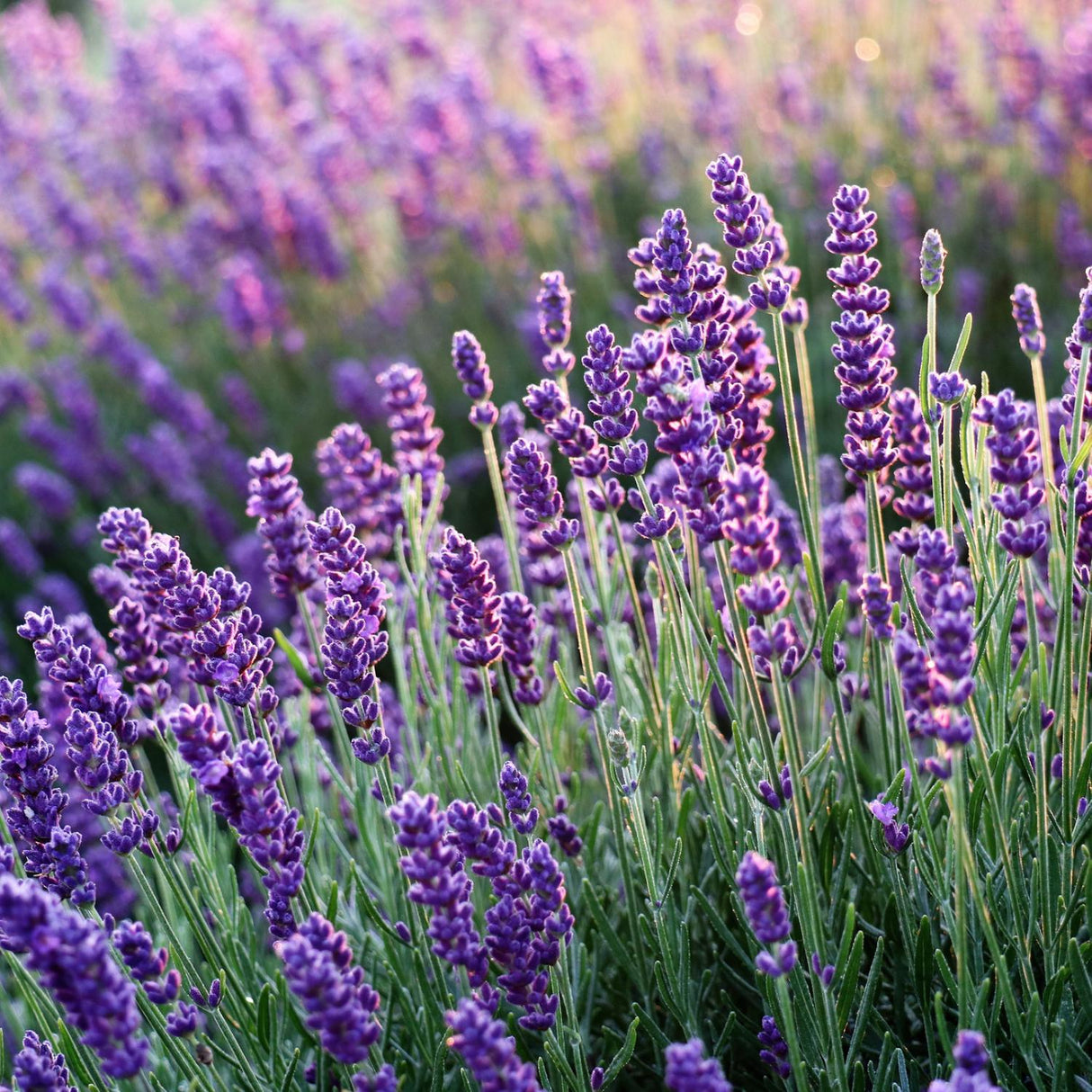 Lavender Seeds - Vera