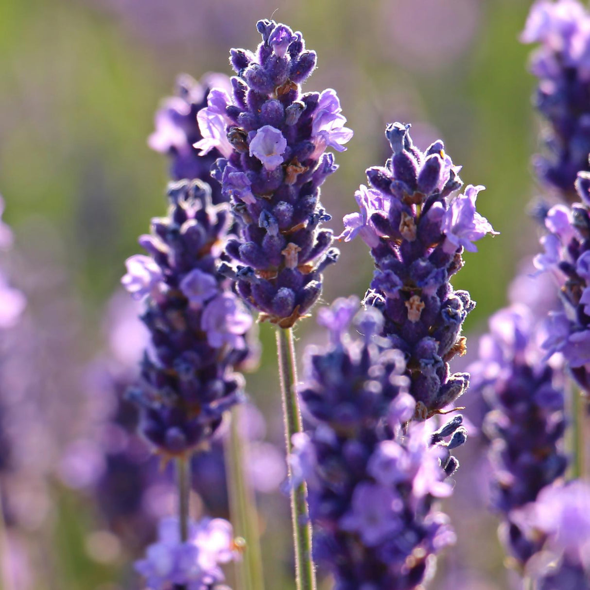 Lavender Seeds - Vera
