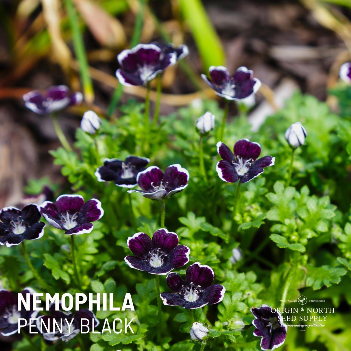 Nemophila Seeds - Penny Black